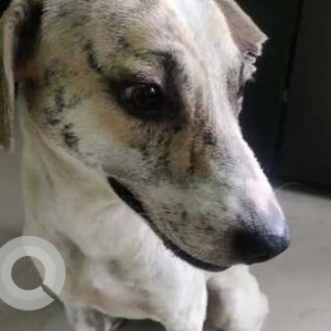 Missing: Black and White Male Indie Dog from Decathlon Hosur Road-3