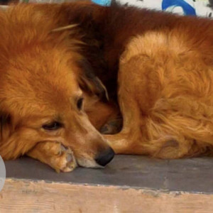 Missing: Brown Male Indie Dog from Amberpet opposite to Irani hotel-2