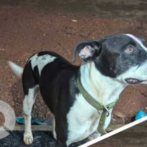 Found: Black and White Male Indie Dog from Revora-2