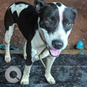 Found: Black and White Male Indie Dog from Revora