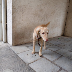 A White-Brown Mix Indie Dog Found from Sus, Pune-3