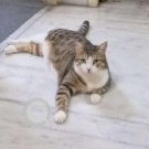 A White-Brown Mix Tabby Cat Missing from Zone 13 Adyar, Chennai-2