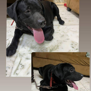 Found: Black Male Labrador Dog from 13 block, Rani garden park-2