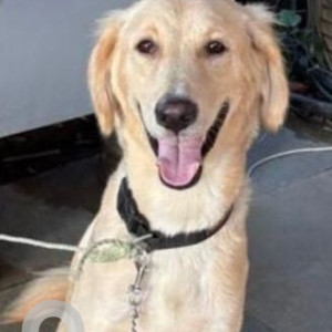 A Brown Golden Retriever Dog Found from Sector 70A, Gurugram