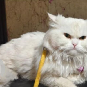 Missing: White Female Persian Cat from Ganesh Pura A Block  Nagar, Delhi