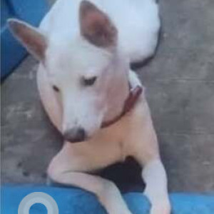 Missing: White-Brown Mix Male Indie Dog from Periayamet