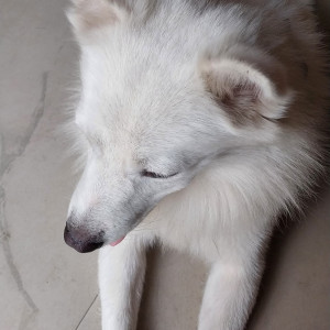 A White Spitz Dog Found from Newtown, New Town-2