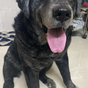 Missing: Black Male Labradog Dog from juhu scheme, andheri&nbsp;west-2