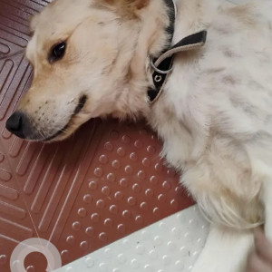 A White Golden Retriever Lab mix Dog Found from Nandini Layout, Bengaluru-3