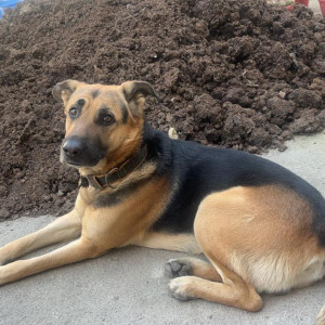 Missing: Black and Brown Male German Shepherd Dog from Mahanagar