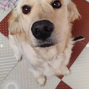 A White Golden Retriever Lab mix Dog Found from Nandini Layout, Bengaluru-2