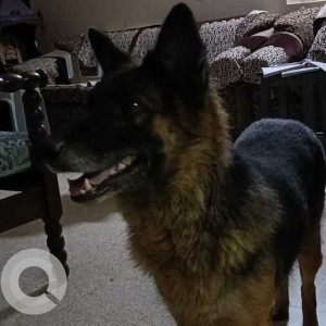 Found: Black and Brown Female German Shepherd Dog from JP Nagar-2