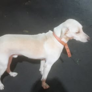 A White-Brown Mix Indie Dog Found from Old Sangvi, Pimpri Chinchwad