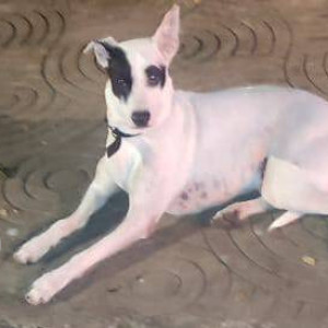 Found: White Female Gull Terr Dog from Adarsh Nagar Worli-2