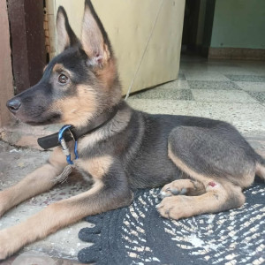 A Black and Brown German Shepherd Dog Missing from Khamla, Nagpur-2