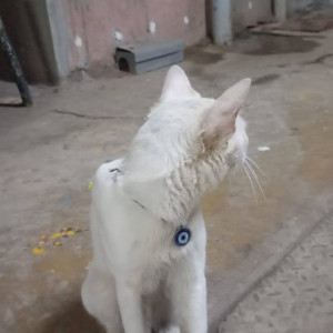 A White Indie Cat Found from Zone 4, Mumbai-2