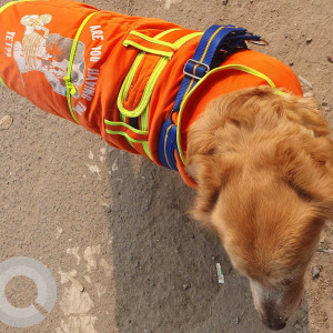 Found: Brown Male Golden Retriever Dog from Rajan Babu Road, Adarsh nagar Delhi