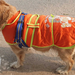 Found: Brown Male Golden Retriever Dog from Rajan Babu Road, Adarsh nagar Delhi-2