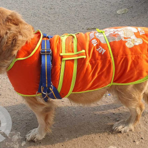 Found: Brown Male Golden Retriever Dog from Rajan Babu Road, Adarsh nagar Delhi-3