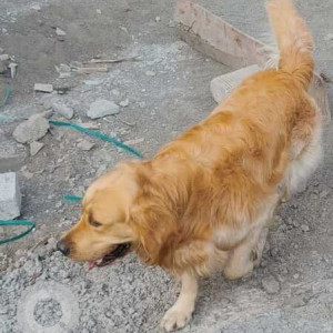Missing: Brown Male Golden Retriever Dog from Ganga Aashiyana society, Thergaon near Aditya Birla-2