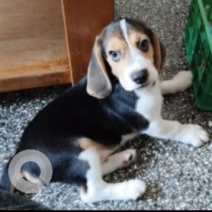 A White-Brown Mix Beagle Dog Missing from Rajajinagar, Bengaluru