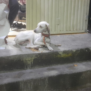 A White-Brown Mix Indie Dog Found from Old Sangvi, Pimpri Chinchwad-2
