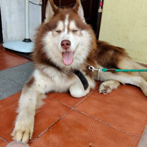 A White-Brown Mix Husky Dog Found from Sir MV Layout, Bengaluru