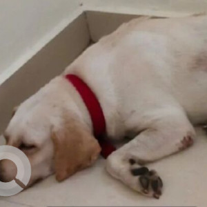 A White Labrador Dog Found from Shaikpet, Hyderabad-2