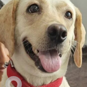 A White Labrador Dog Found from Shaikpet, Hyderabad