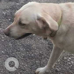 Found: White Male Labrador Dog from Medi Agrahara Cross, near Lakshmipura