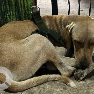 Found: Brown Male Indie Dog from Airoli sector 19