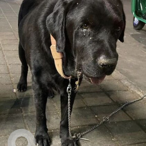 Found: Black Not Available Labrador Dog from Nagarjuna restaurant near MG Road-2