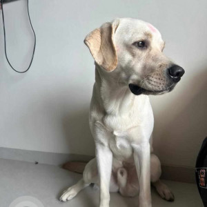 A White Labrador Campiyon mix Dog Missing from Model Colony, Pune-3