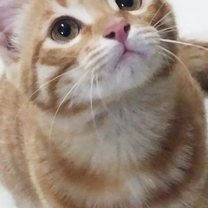 A White-Brown Mix Indie Cat Missing from Pimple Saudagar, Pimpri Chinchwad