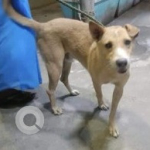 A White-Brown Mix Indie Dog Missing from Zone 8 Anna Nagar, Chennai
