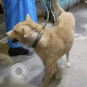 A White-Brown Mix Indie Dog Missing from Zone 8 Anna Nagar, Chennai-2