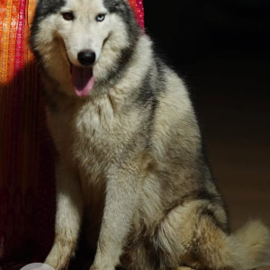 Missing: White and Grey Female Husky Dog from Pagora, Pahla, Bhandara, Maharashtra