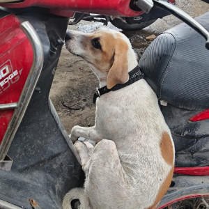 A White-Brown Mix Indie Dog Found from Mumbai-2