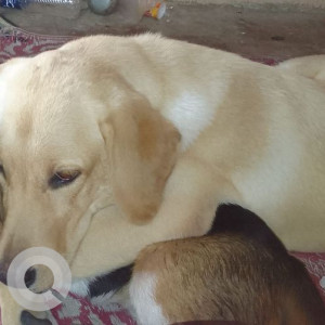 Missing: White Male Labrador Dog from New Villagudi, Madurai