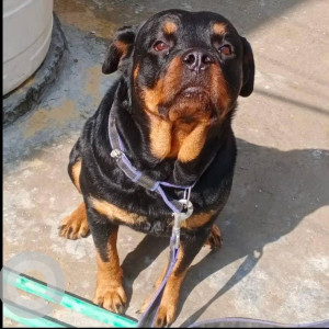 Missing: Black and Brown Female Rottweiler Dog from Subhash Park Extension, Rajapuri Road, Uttam Nagar East