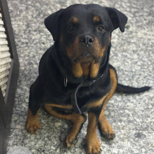 Missing: Black and Brown Female Rottweiler Dog from Subhash Park Extension, Rajapuri Road, Uttam Nagar East-2