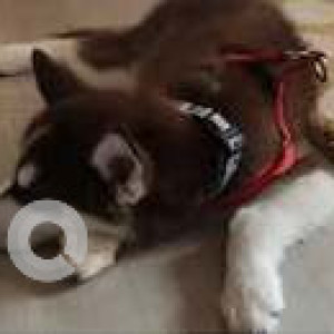 Missing: Brown Male Golden Retriever Dog from Real Happiness, Upper Tapovan, Rishikesh