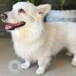 Missing: White Male Pomeranian Dog from Balonge Kharar Area