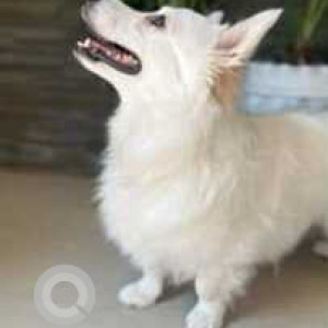 Missing: White Male Pomeranian Dog from Balonge Kharar Area-2