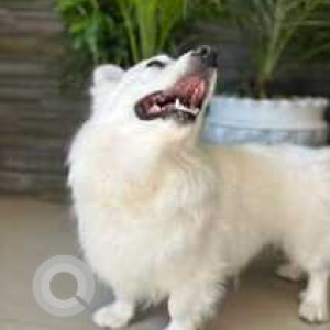 Missing: White Male Pomeranian Dog from Balonge Kharar Area-3