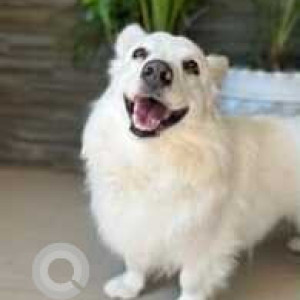 Missing: White Male Pomeranian Dog from Balonge Kharar Area-4
