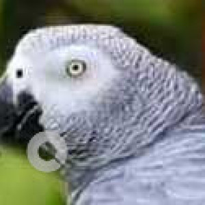 Missing: Grey Not Available African Grey Parrot Parrot from Andheri west