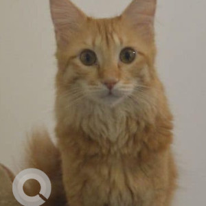 Missing: Orange Female Indie Cat from Ejipura, Koramangala-2