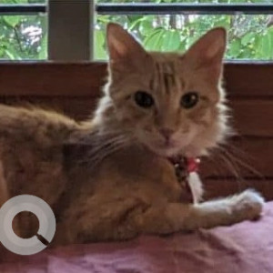 Missing: Orange Female Indie Cat from Ejipura, Koramangala-3