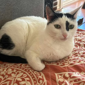 Missing: Black and White Female Tabby Cat from Ives Ave & Alexander St